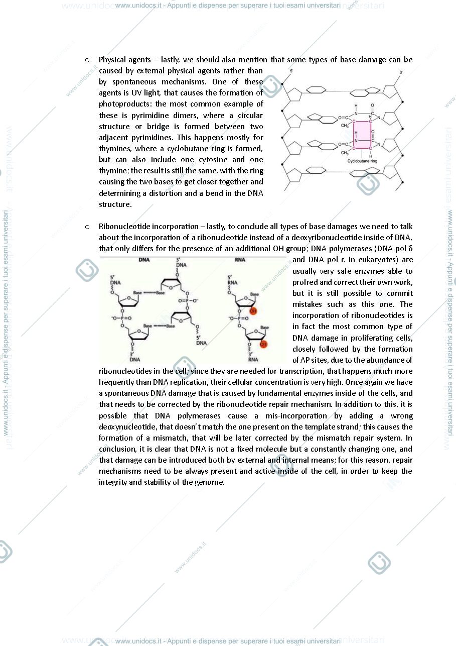 Anteprima pagina 4 — Appunti molecular mechanisms of diseases Capranico 2023 inglese