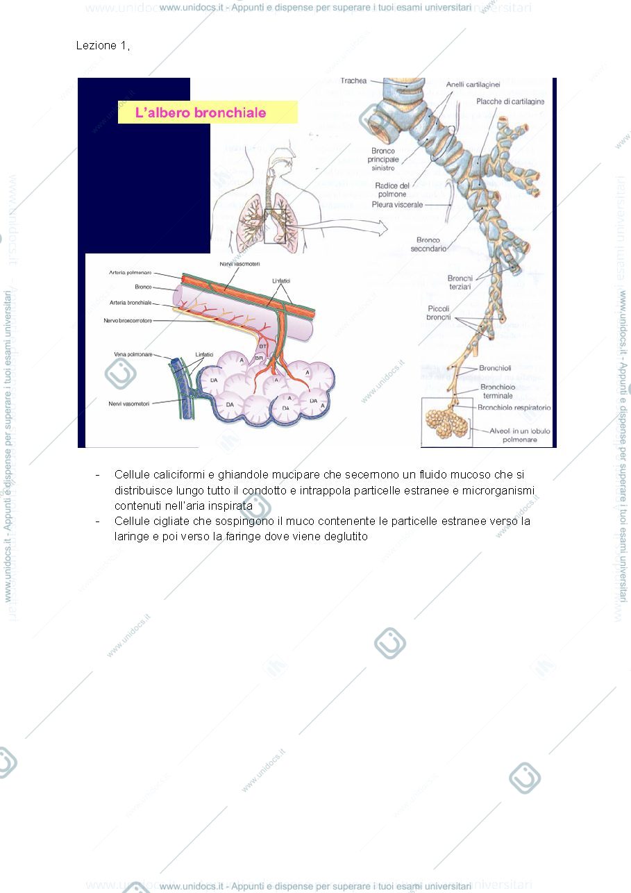 Anteprima pagina 3 — apparato respiratorio 