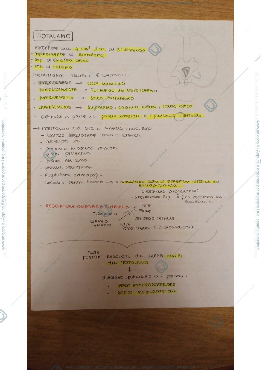 Anteprima pagina 1 — Anatomia 