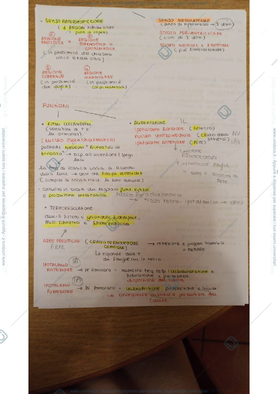 Anteprima pagina 2 — Anatomia 