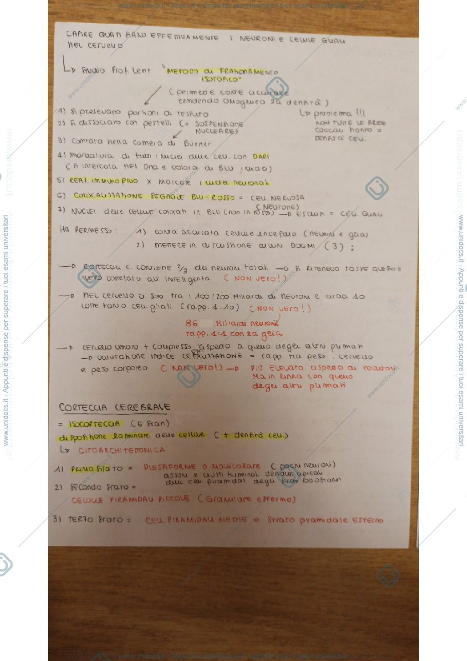 Anteprima pagina 3 — Anatomia 