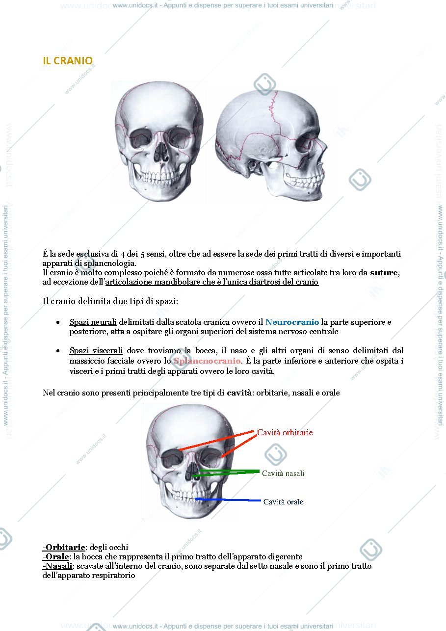 Anteprima pagina 1 — Cranio e collo 