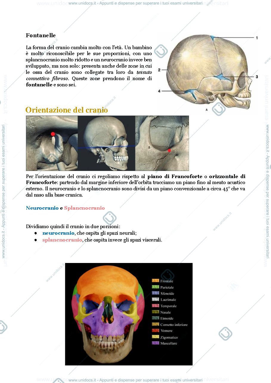 Anteprima pagina 2 — Cranio e collo 