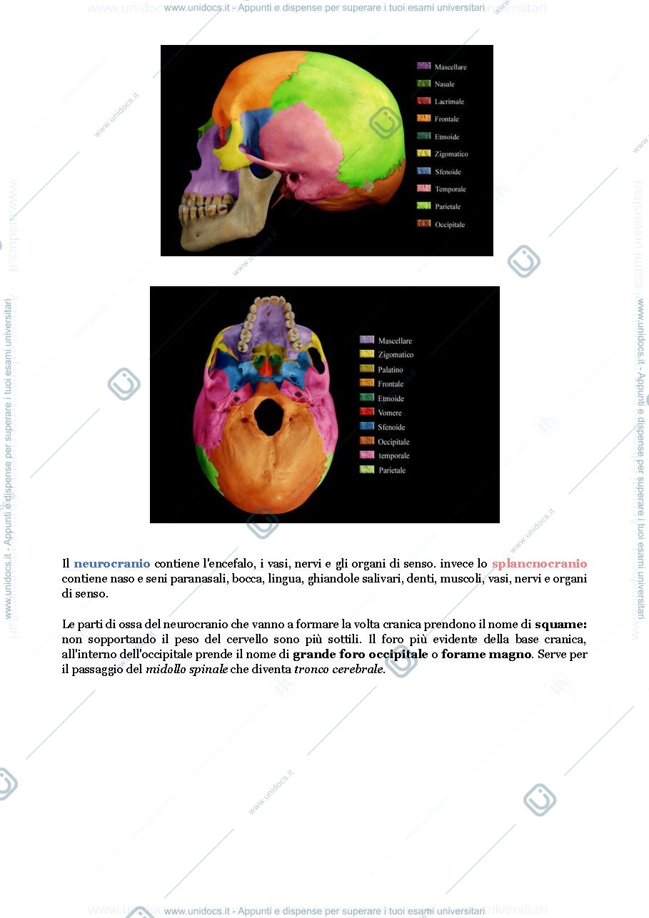 Anteprima pagina 3 — Cranio e collo 