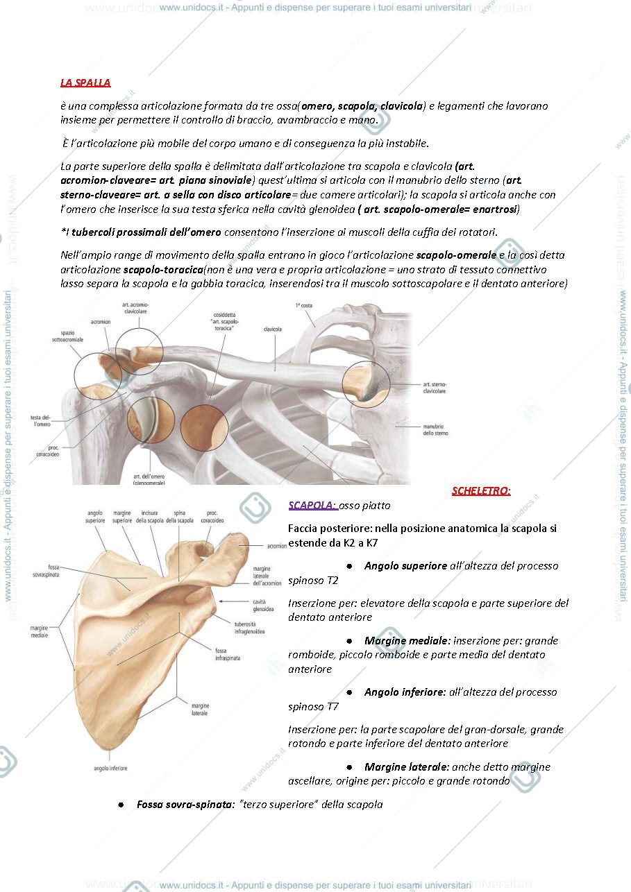 Anteprima pagina 1 — Anatomia spalla gomito polso