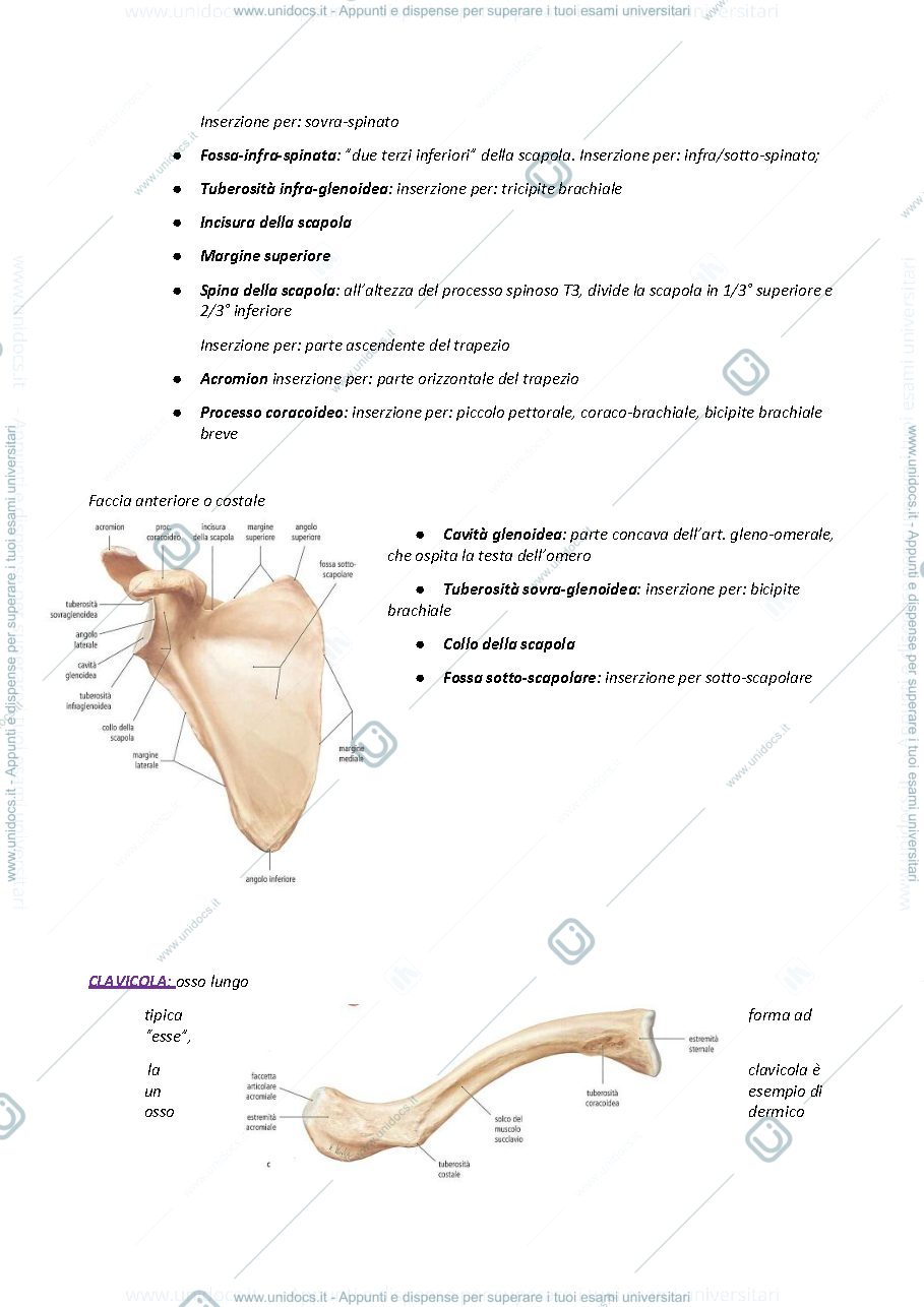 Anteprima pagina 2 — Anatomia spalla gomito polso