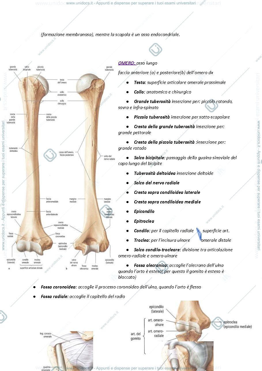 Anteprima pagina 3 — Anatomia spalla gomito polso