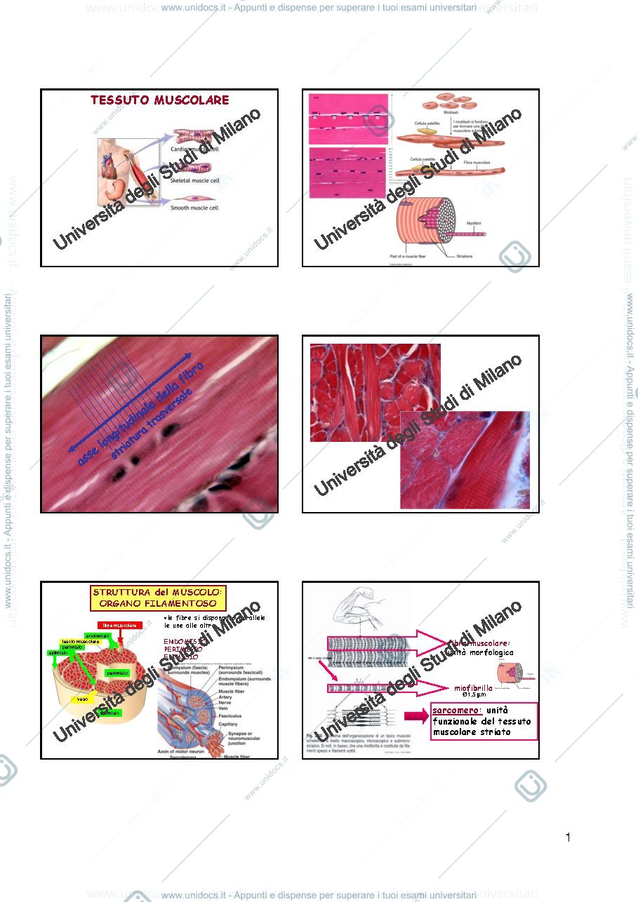 Anteprima pagina 1 — Tessuti muscolari