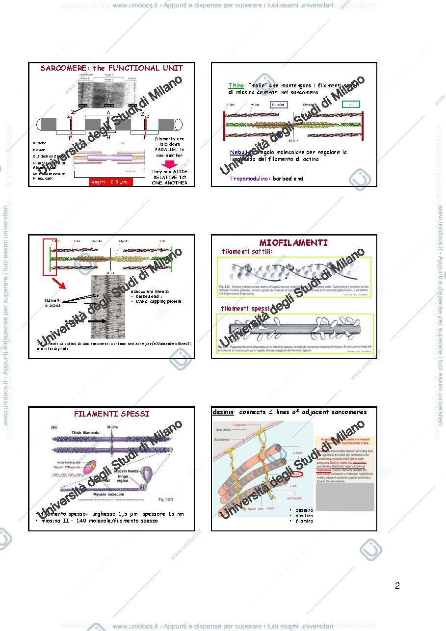 Anteprima pagina 2 — Tessuti muscolari