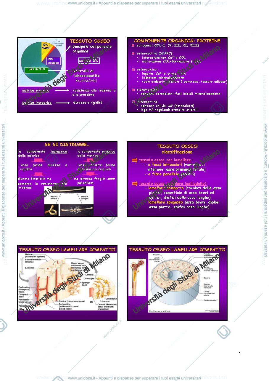 Anteprima pagina 1 — Tessuto osseo