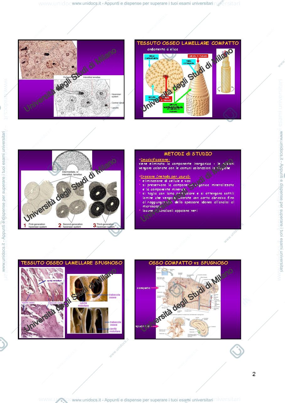 Anteprima pagina 2 — Tessuto osseo
