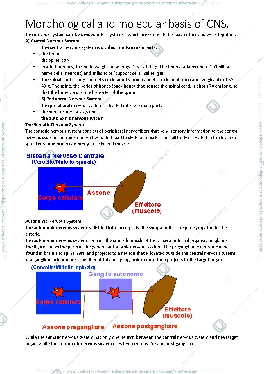 Anteprima pagina 1 — APPUNTI di MORPHOLOGY of CNS