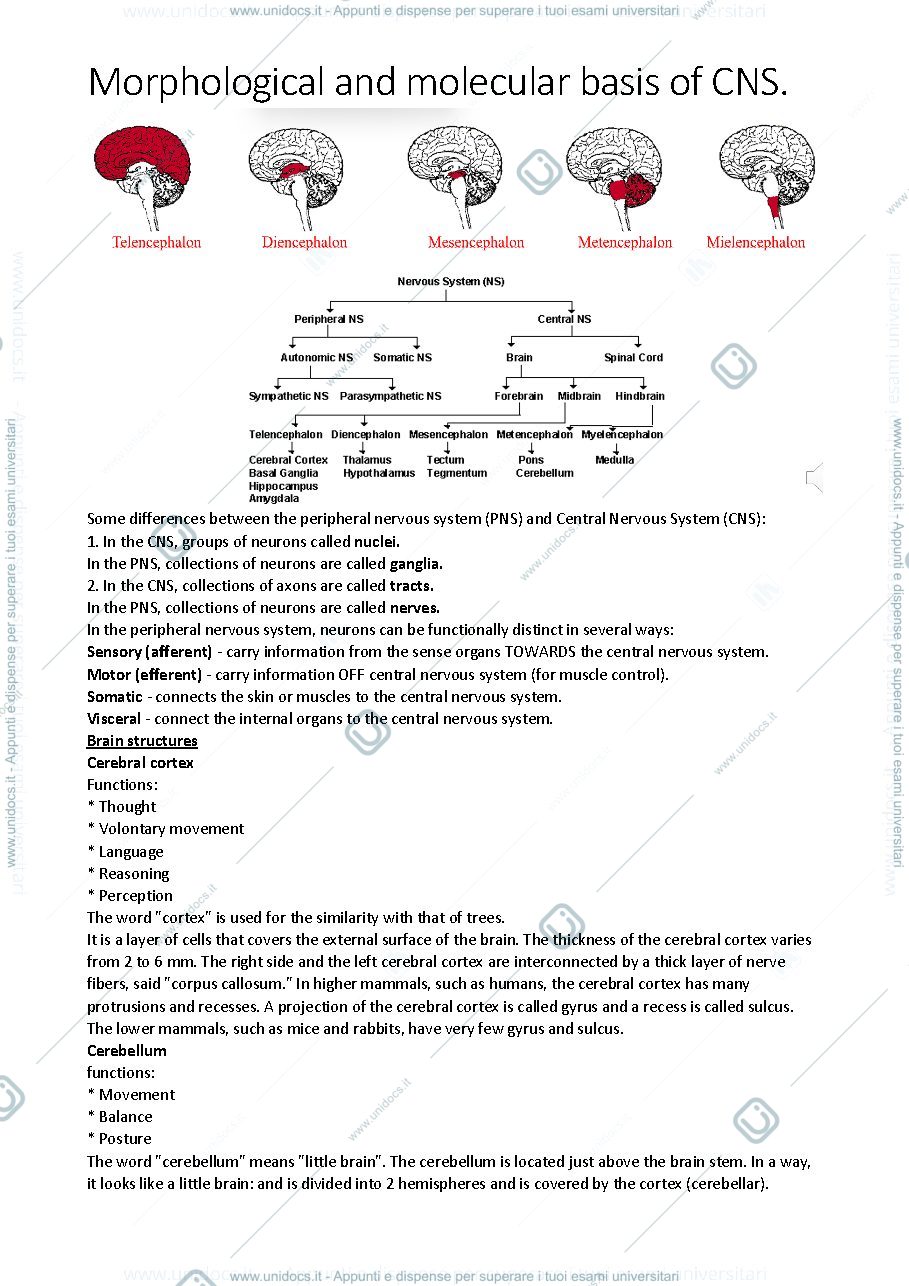 Anteprima pagina 2 — APPUNTI di MORPHOLOGY of CNS