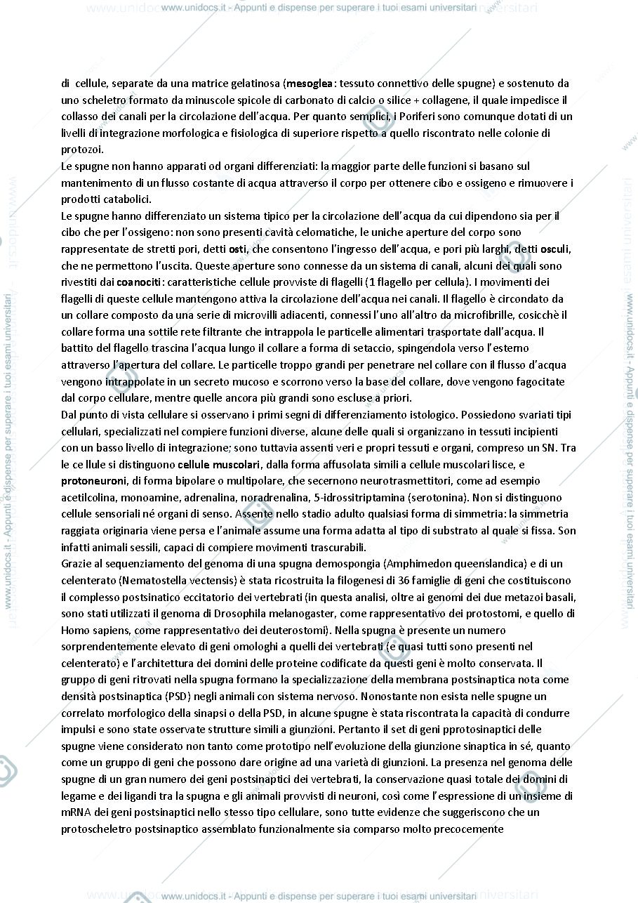 Anteprima pagina 2 — lezione 1 