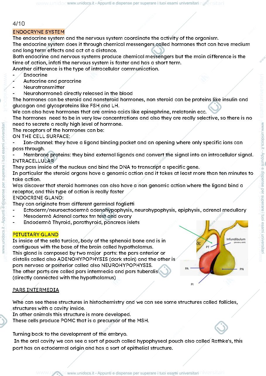 Anteprima pagina 1 — ENDOCRINE SYSTEM