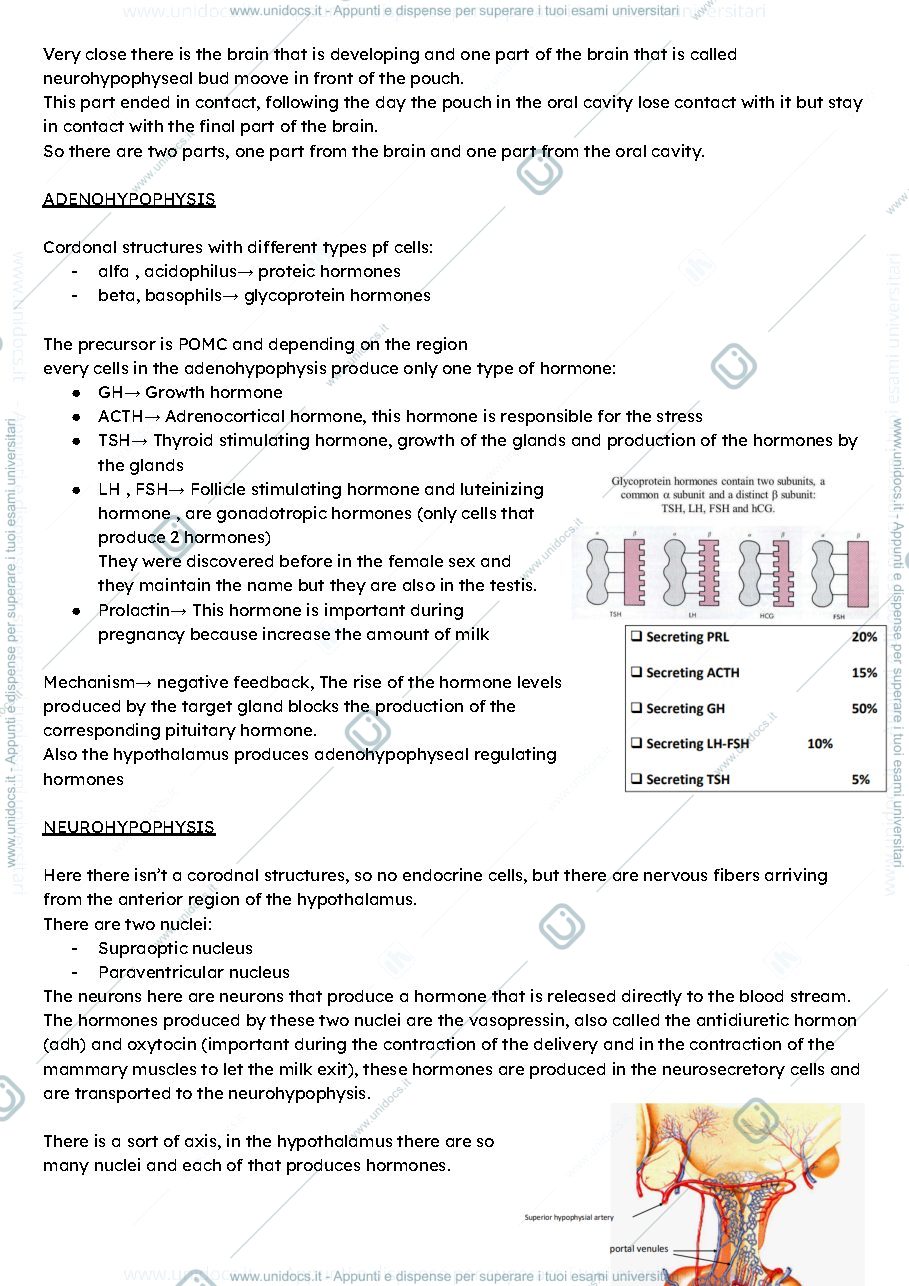 Anteprima pagina 2 — ENDOCRINE SYSTEM