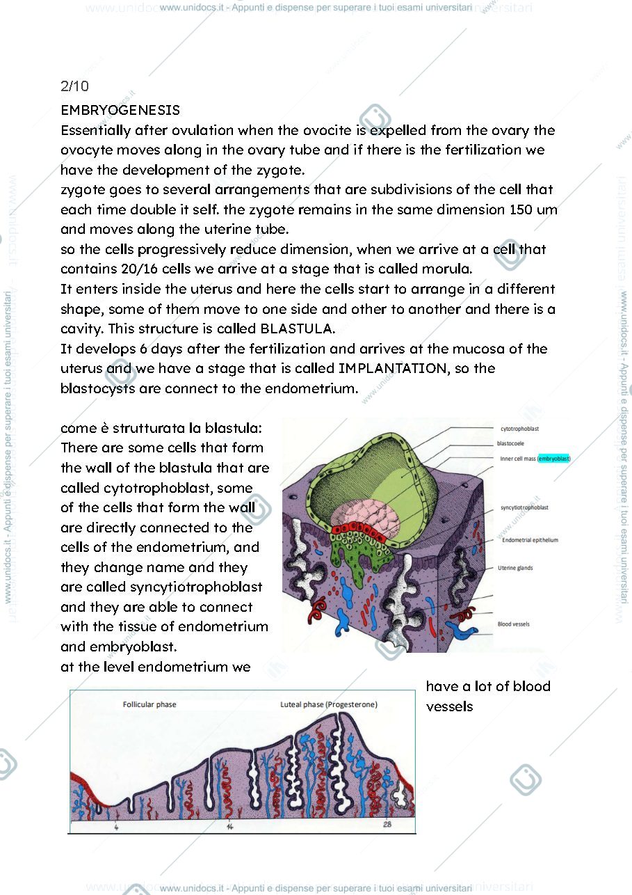 Anteprima pagina 1 — EMBRYOGENESIS