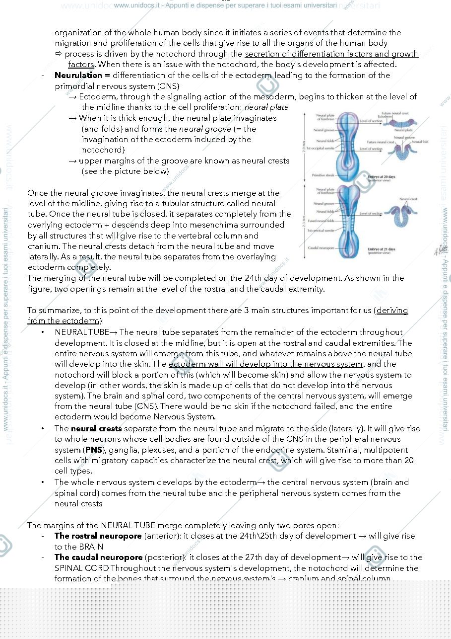 Anteprima pagina 4 — Neuroanatomy