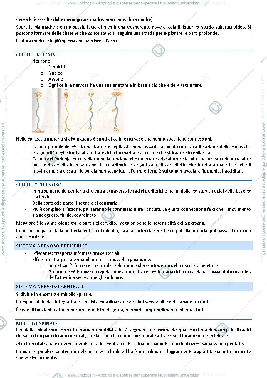 Anteprima pagina 2 — NEUROCHIRURGIA PEDIATRICA