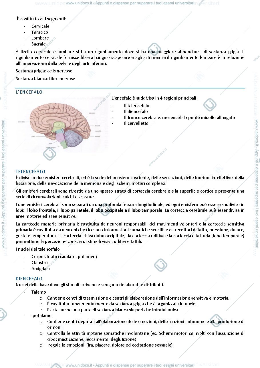 Anteprima pagina 3 — NEUROCHIRURGIA PEDIATRICA