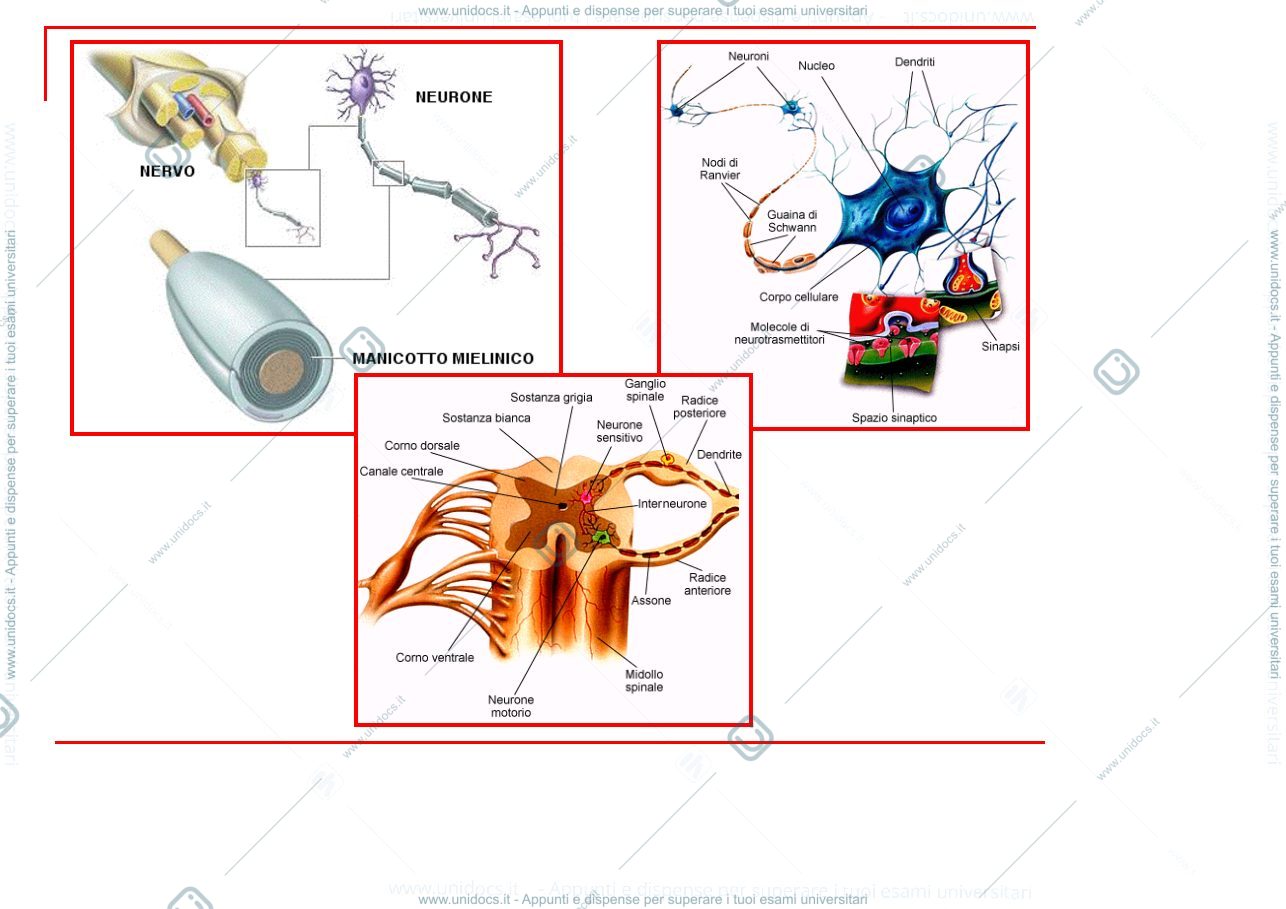 Anteprima pagina 3 — Neuropatie periferiche 