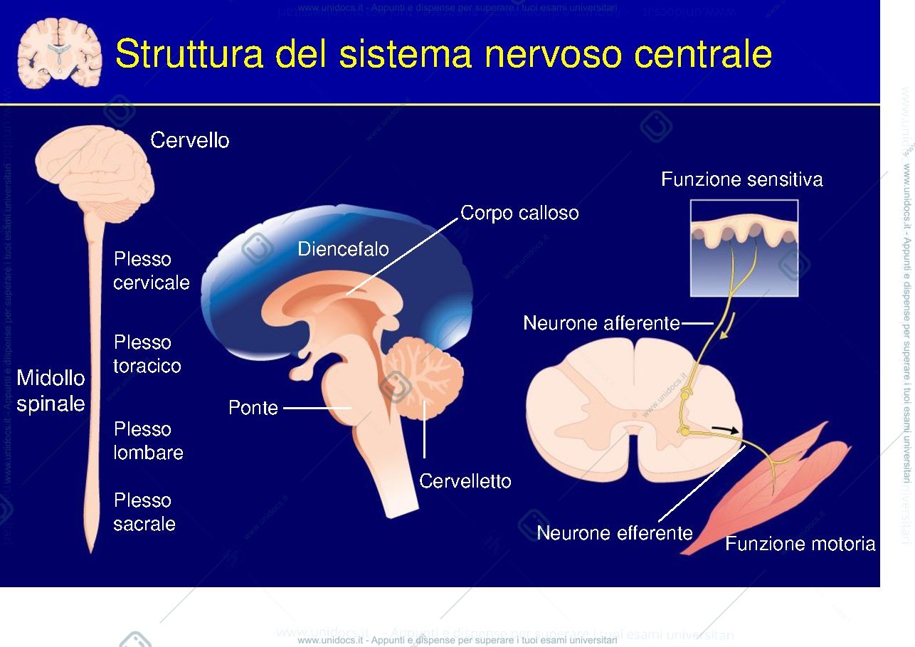 Anteprima pagina 4 — Sclerosi Multipla 'Ospedale'