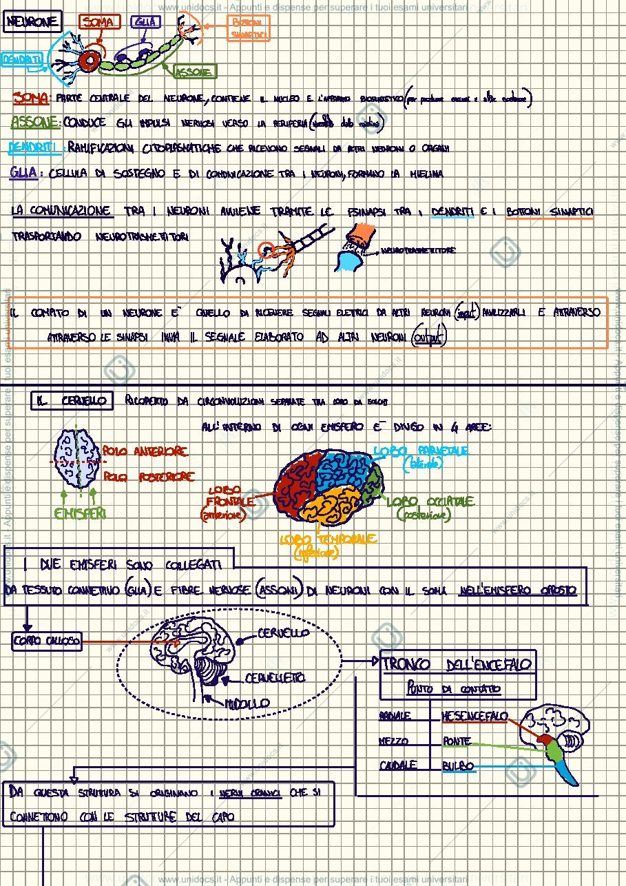 Anteprima pagina 1 — Appunti Neurologia