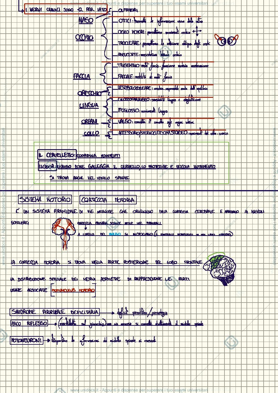 Anteprima pagina 2 — Appunti Neurologia