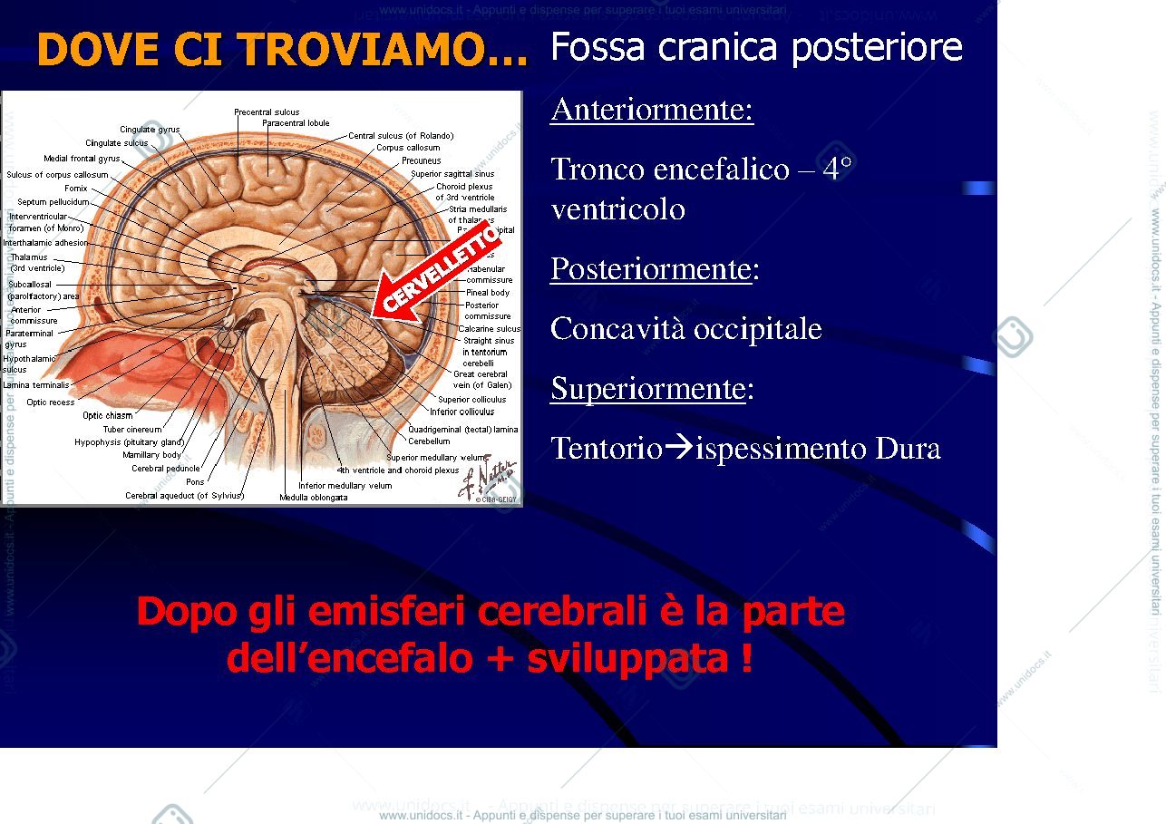 Anteprima pagina 2 — Cerveletto