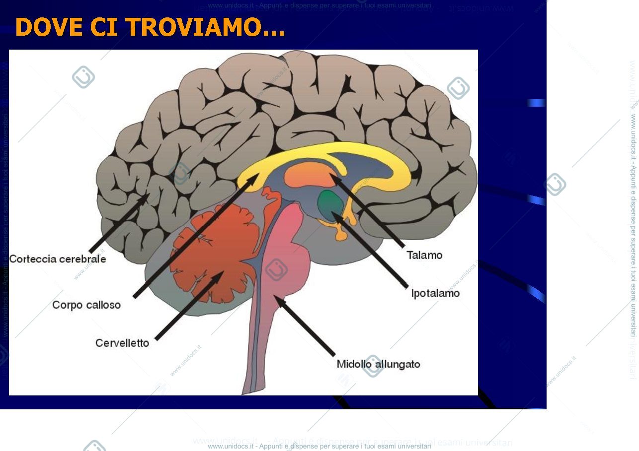 Anteprima pagina 3 — Cerveletto