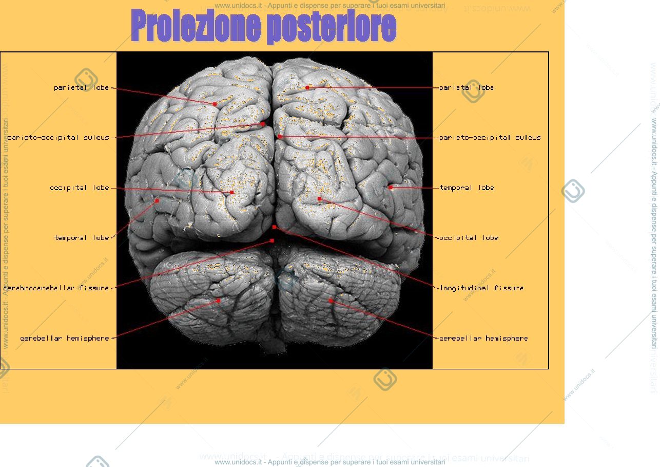 Anteprima pagina 4 — Cerveletto