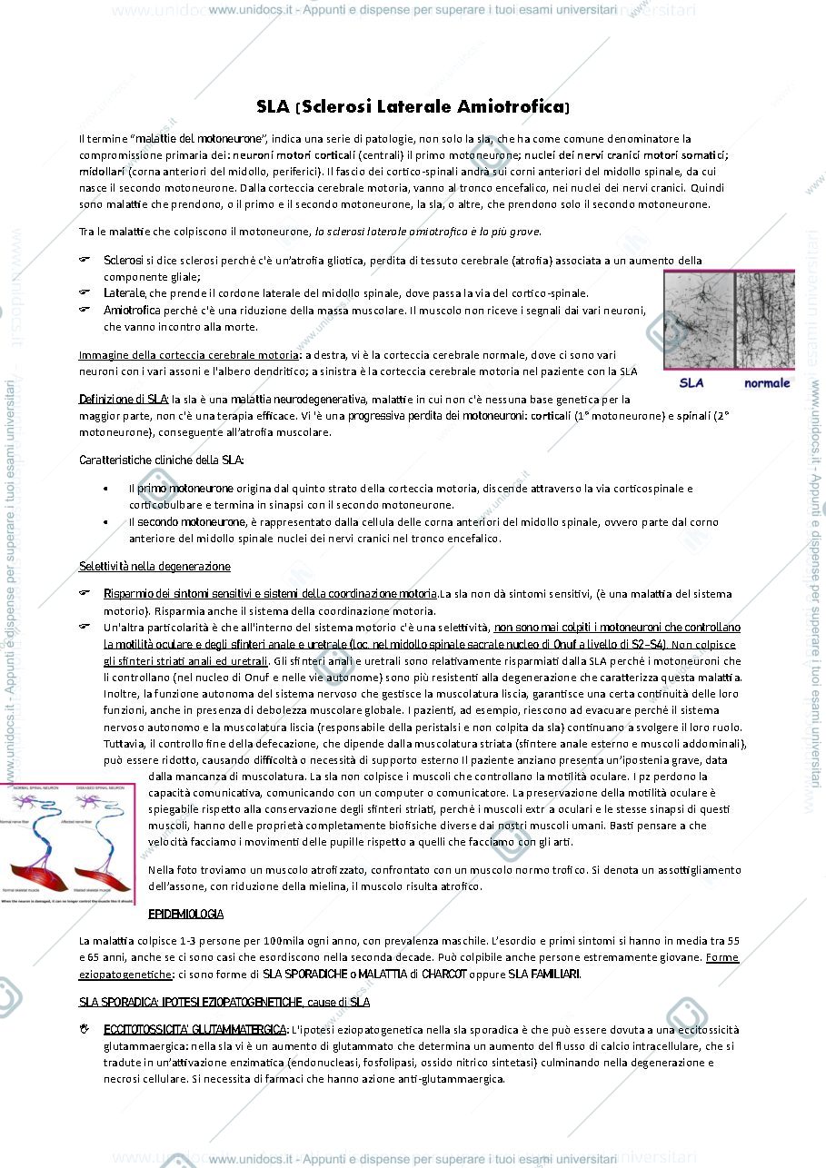 Anteprima pagina 1 — Appunti neuro