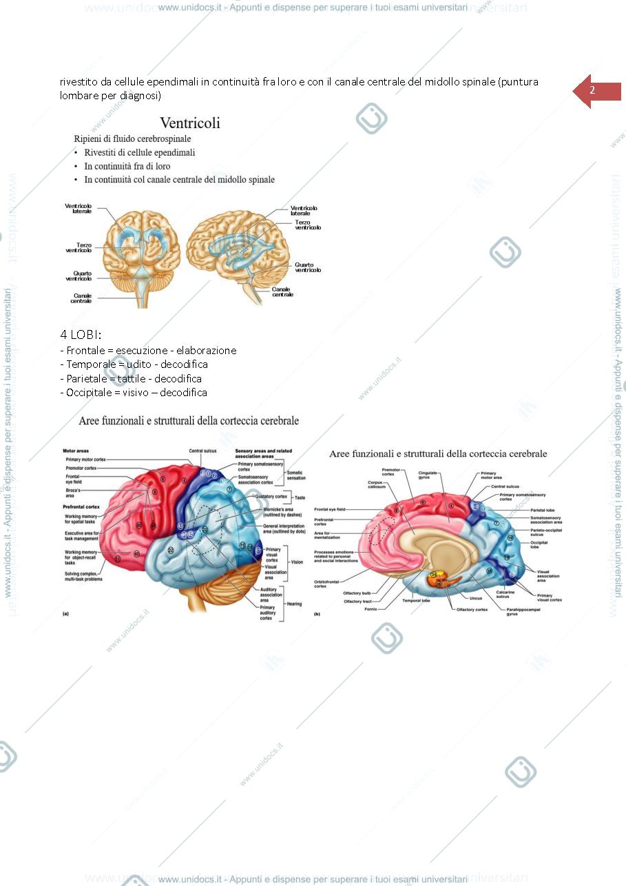 Anteprima pagina 2 — Neurologia clinica