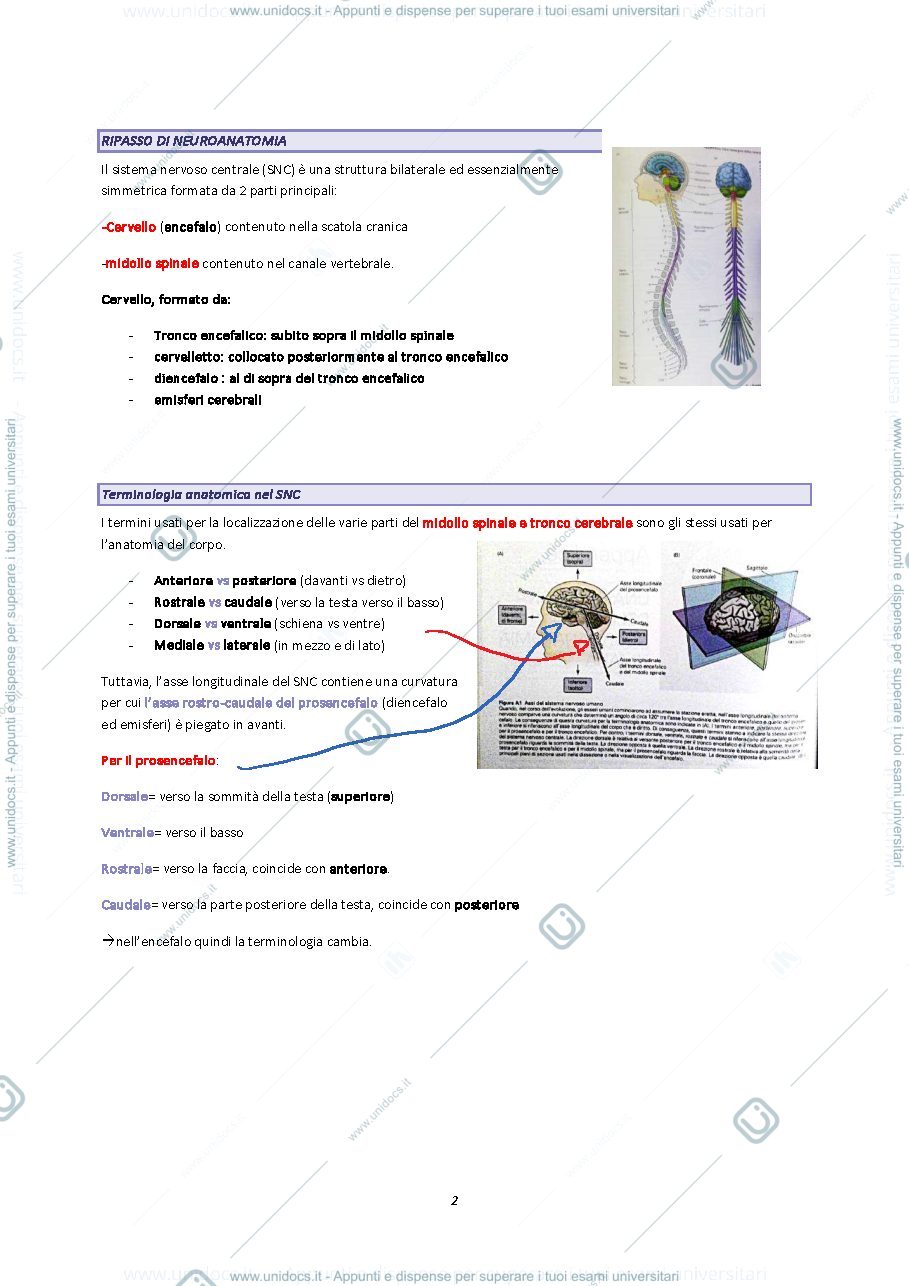 Anteprima pagina 2 — Neuropsicologia