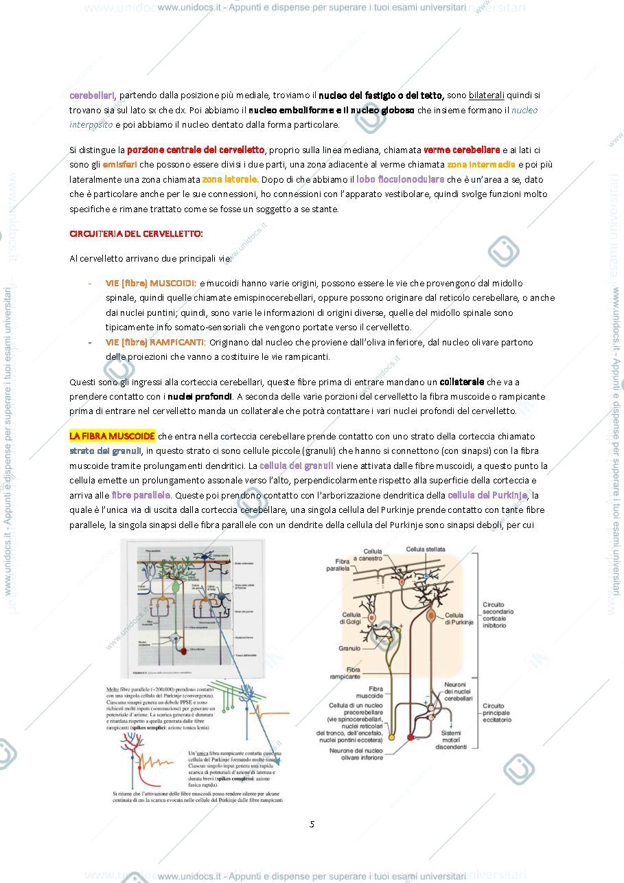 Anteprima pagina 5 — Neuropsicologia