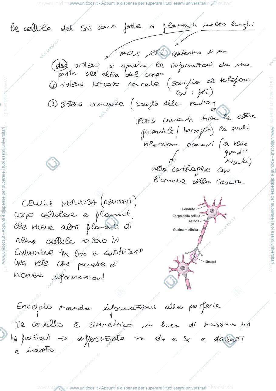 Anteprima pagina 2 — Neuropsicologia 