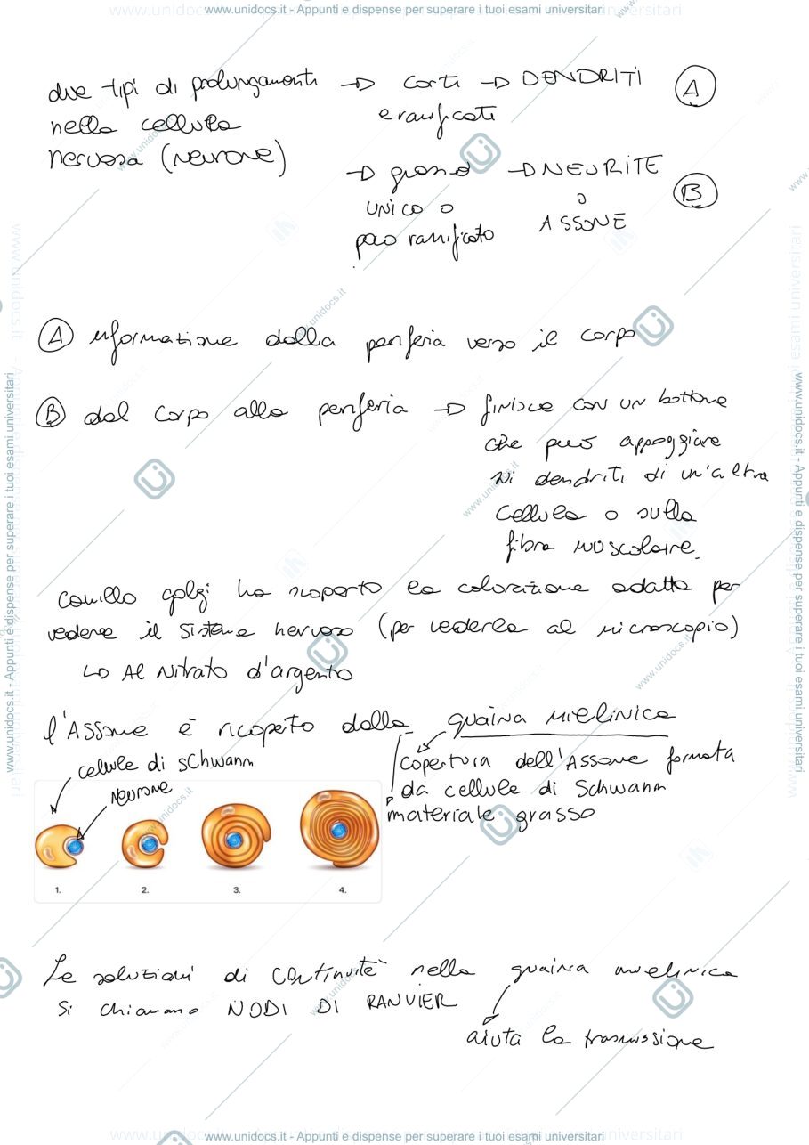 Anteprima pagina 3 — Neuropsicologia 