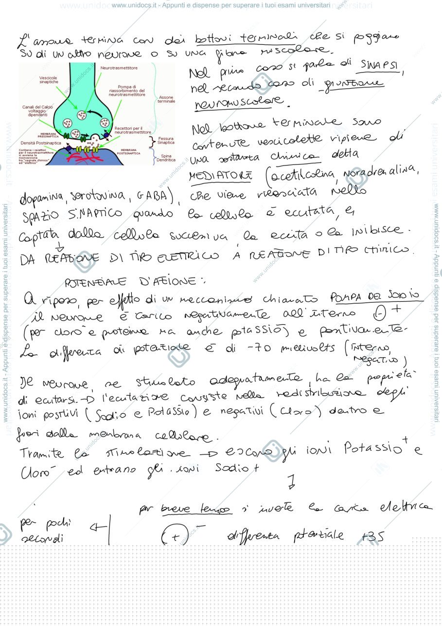 Anteprima pagina 4 — Neuropsicologia 