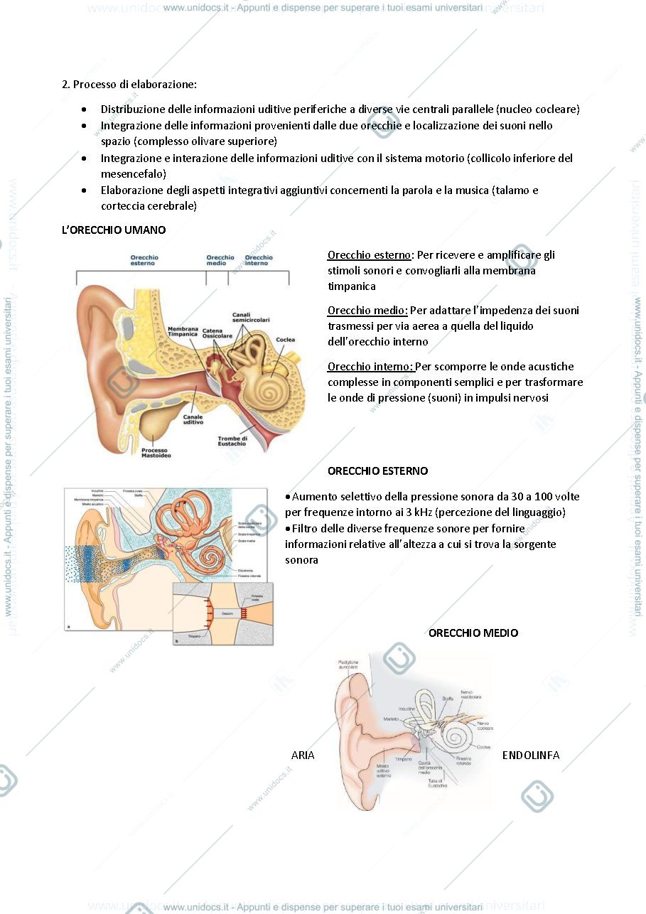 Anteprima pagina 3 — Lezioni 14-17 neuroscienze 