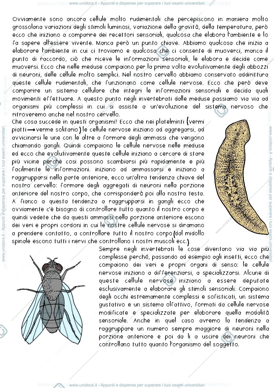 Anteprima pagina 2 — NEUROSCIENZE LEZIONE 1