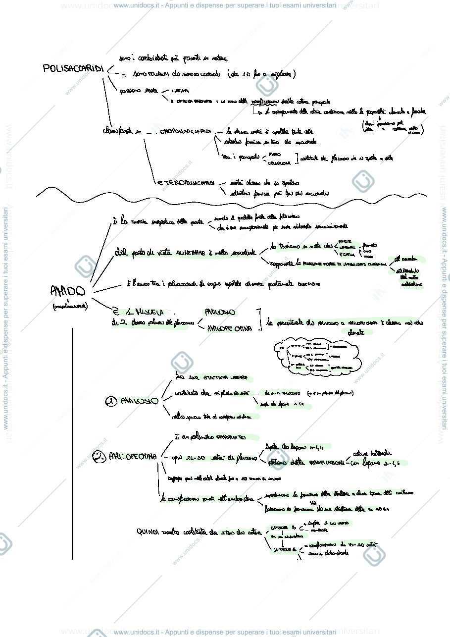 Anteprima pagina 1 — Amido, cellulosa, amilasi