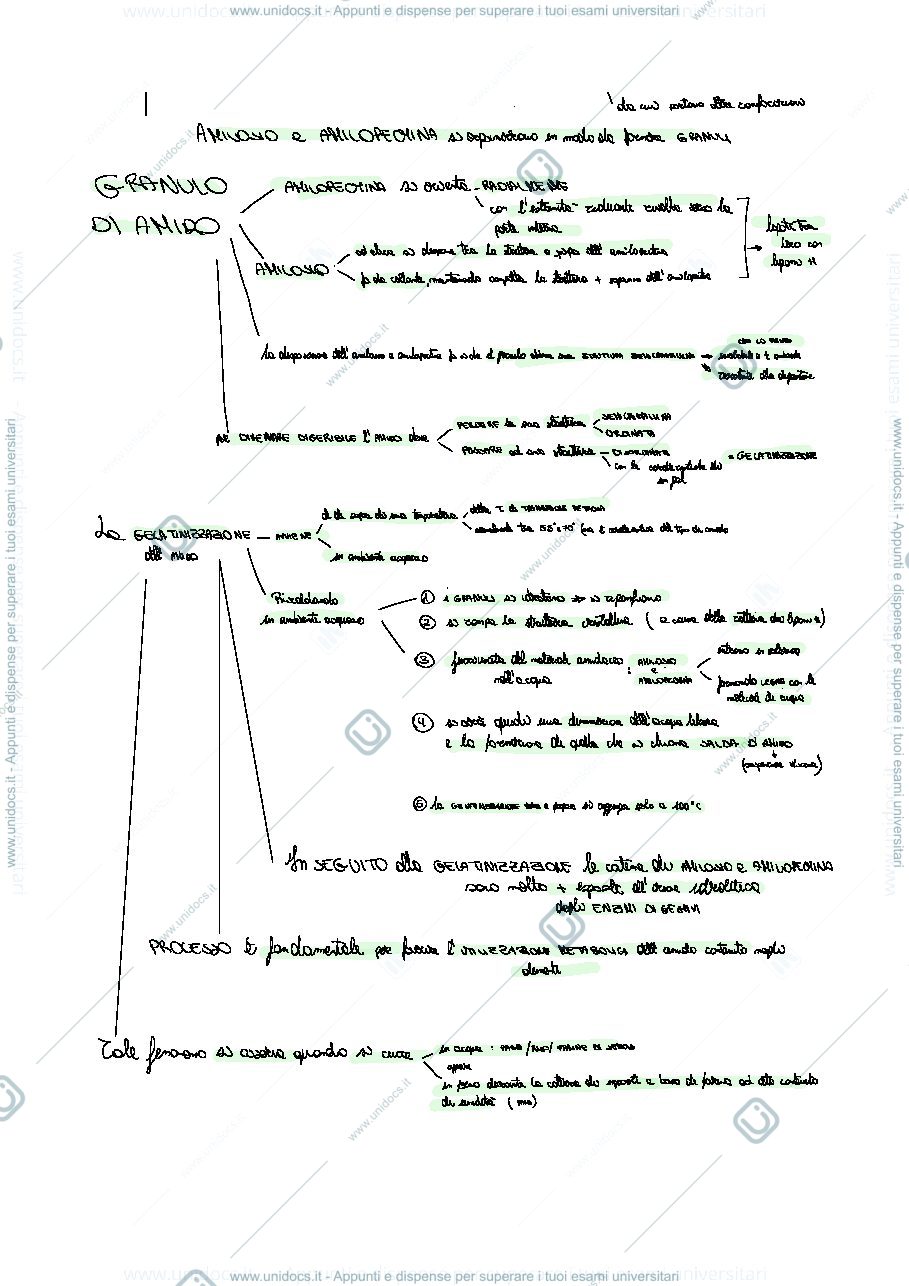 Anteprima pagina 2 — Amido, cellulosa, amilasi