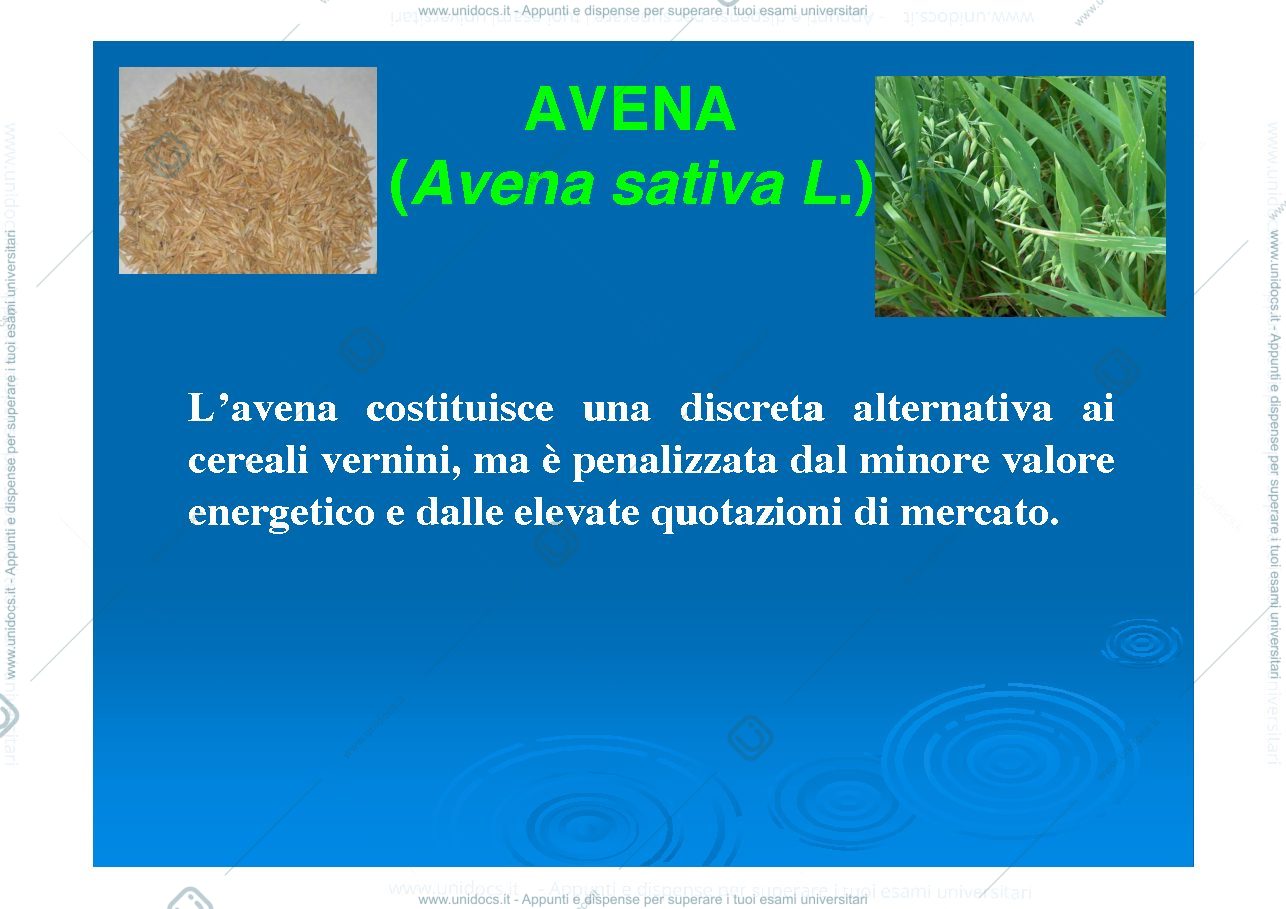Anteprima pagina 3 — Avena