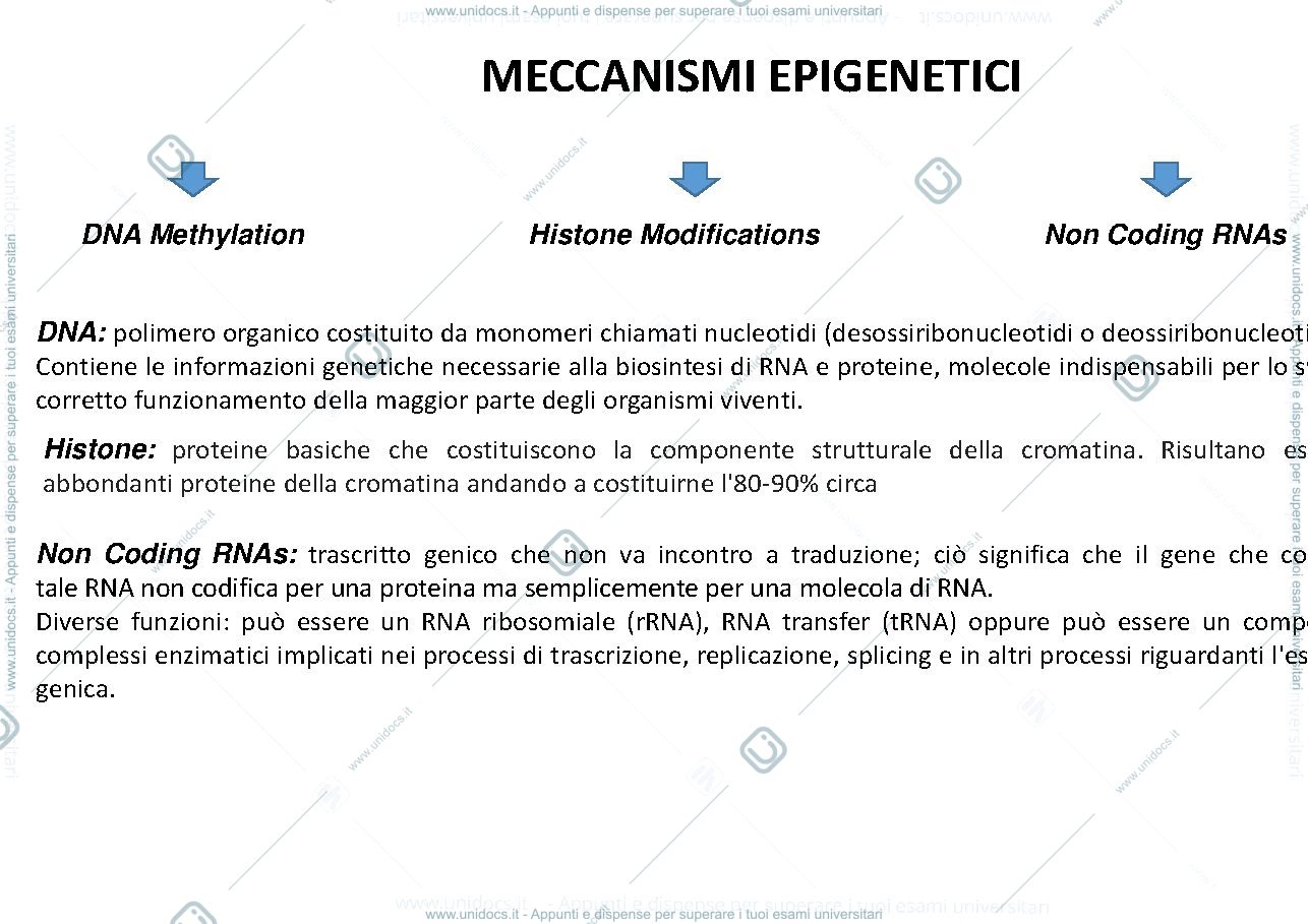 Anteprima pagina 4 — epigenetica 