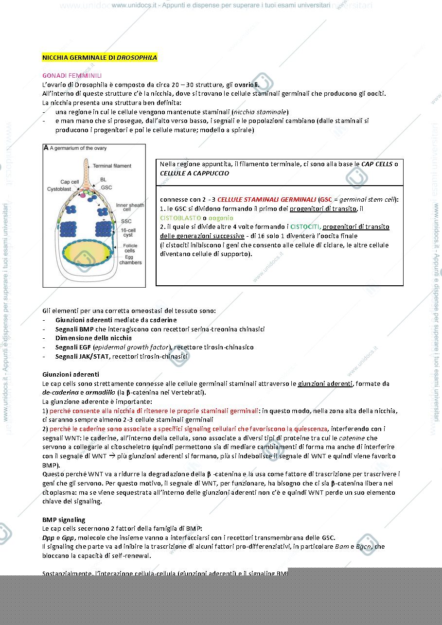 Anteprima pagina 1 — NICCHIE GERMINALI IN DROSOPHILA