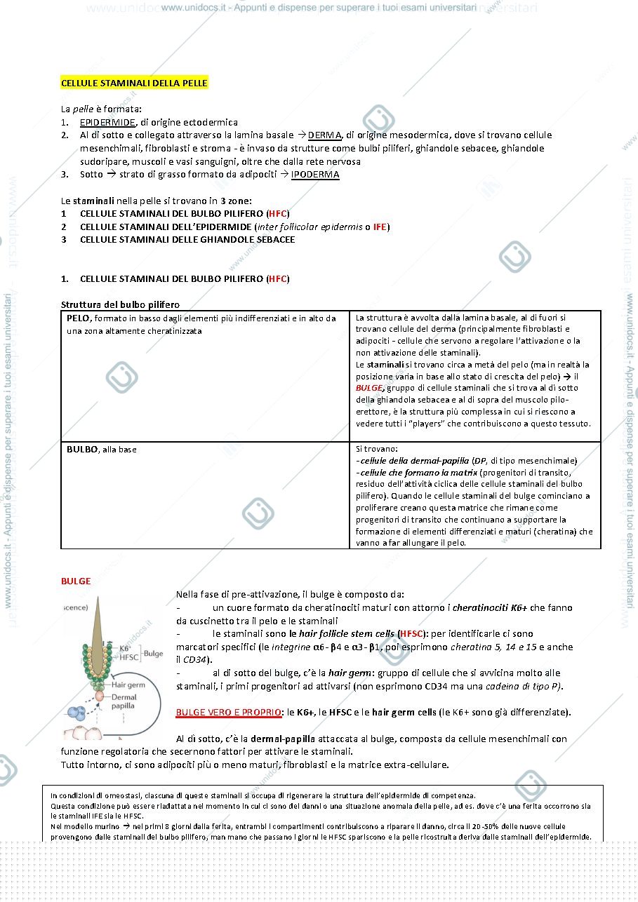Anteprima pagina 1 — CELLULE STAMINALI DELLA PELLE