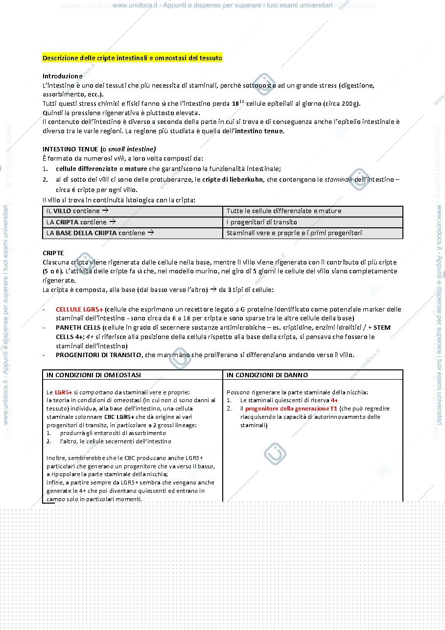 Anteprima pagina 1 — CRIPTE INTESTINALI