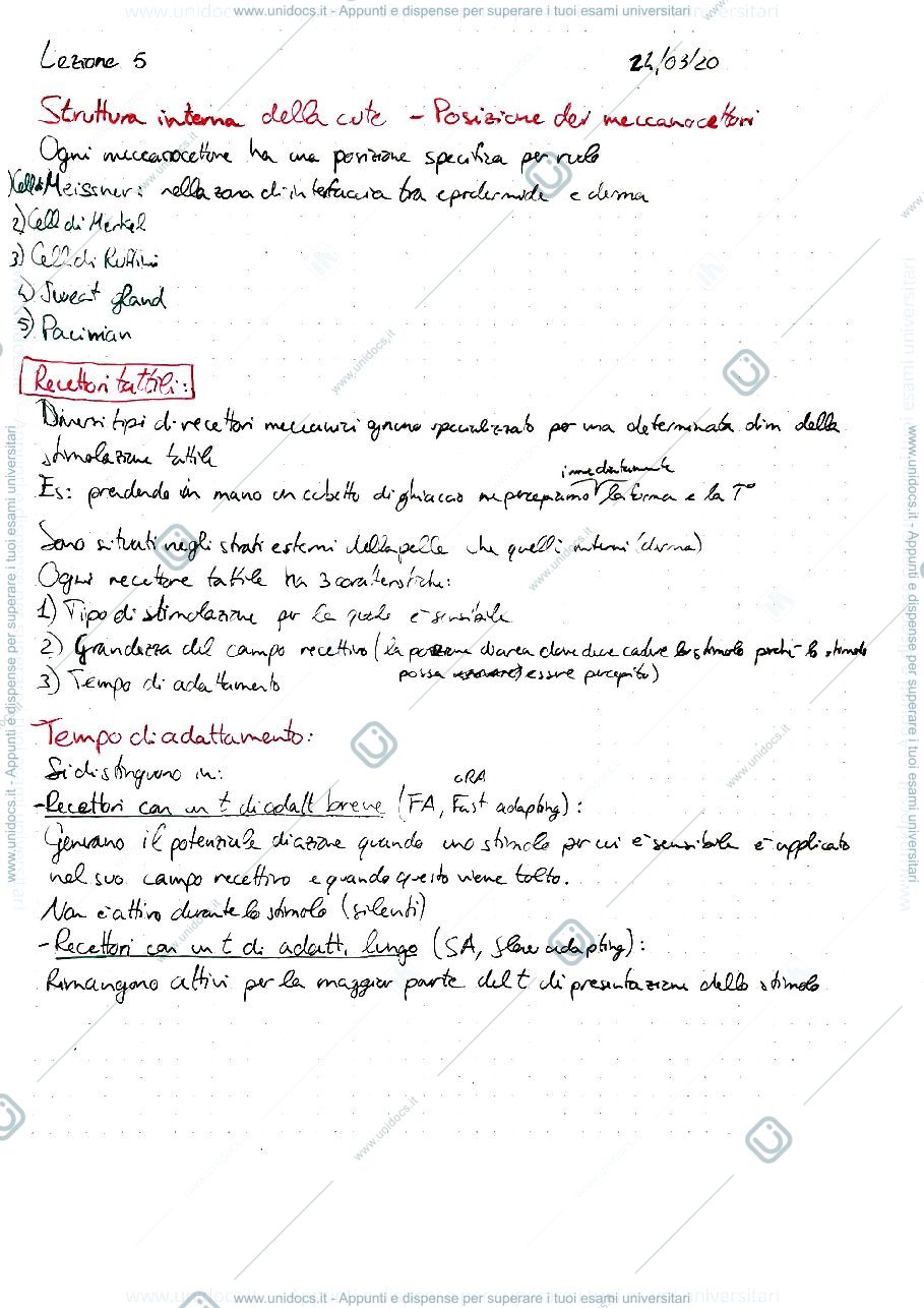 Anteprima pagina 1 — SENSI NATURALI E ARTIFICIALI