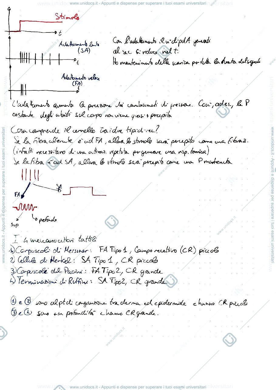 Anteprima pagina 2 — SENSI NATURALI E ARTIFICIALI