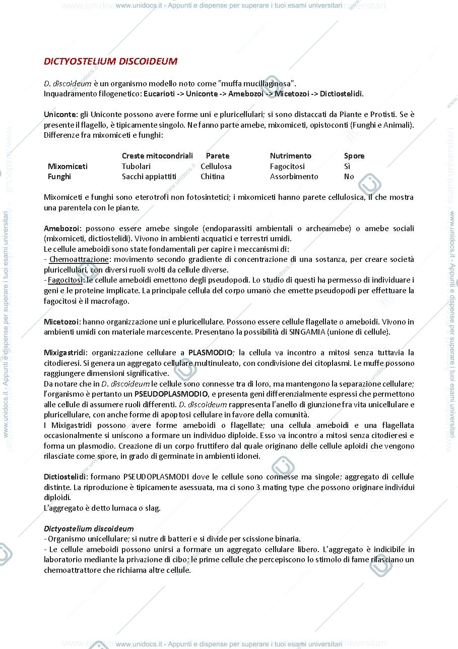 Anteprima pagina 3 — Organismi modello in Biologia